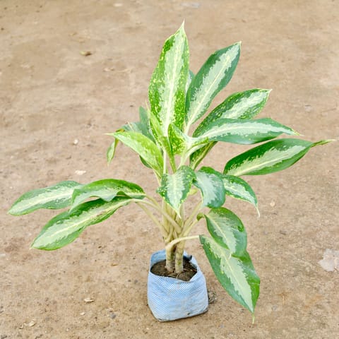 Air Purifying - Aglaonema Dove in 7 Inch Live Plant Nursery Bag
