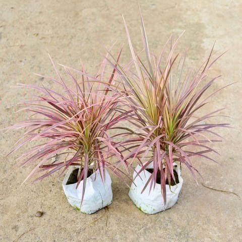 Air Purifying - Set of 2 - Dracaena Colorama / Marginata in 7 Inch Nursery Bag
