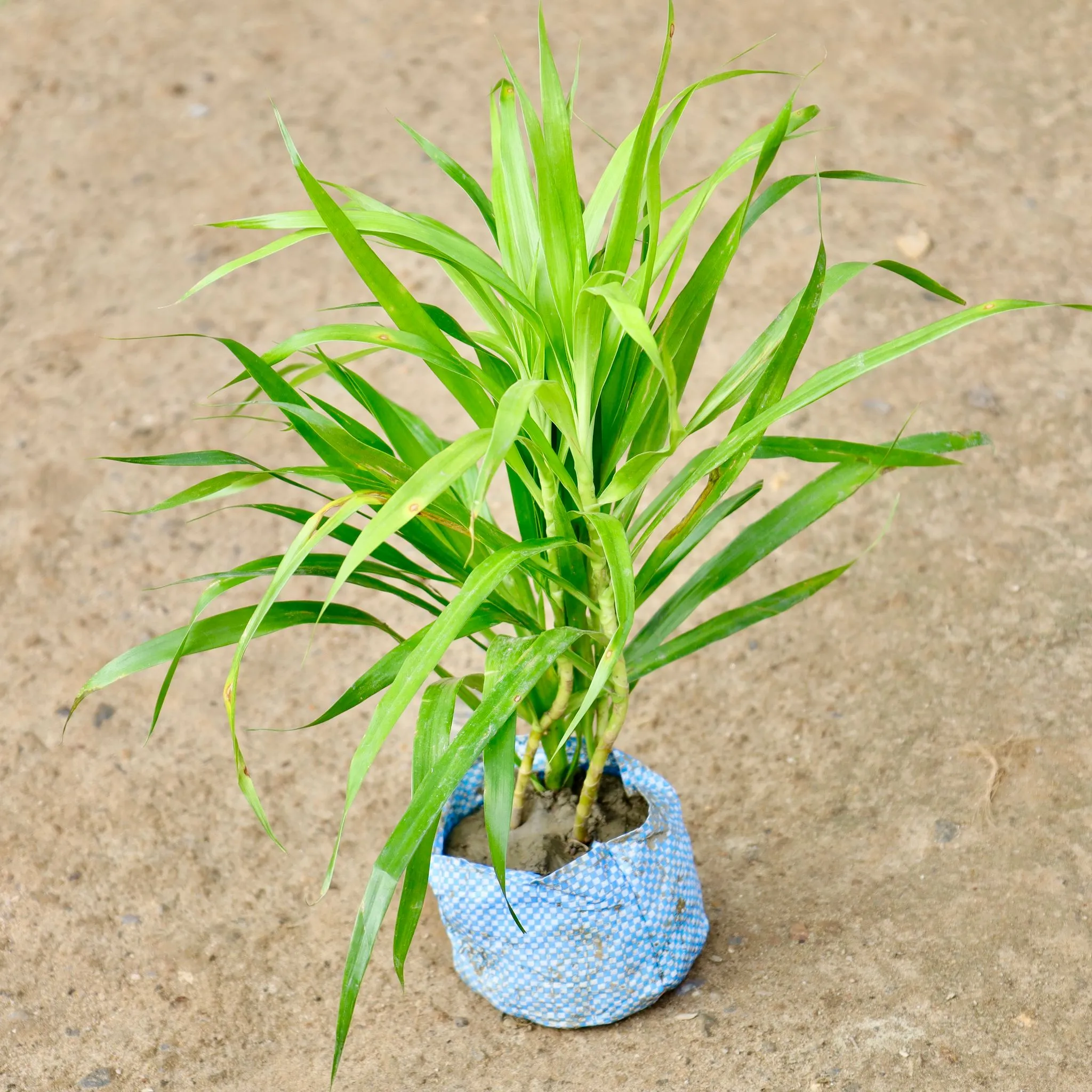 Air Purifying - Dracaena  in 4 Inch Nursery Bag