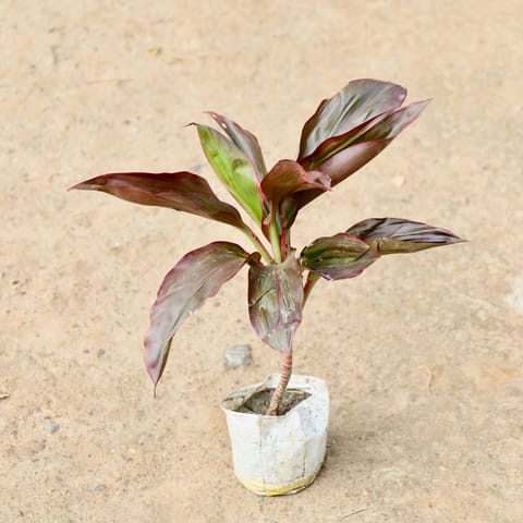 Air Purifying - Dracaena Mahatma  in 4 Inch Nursery Bag