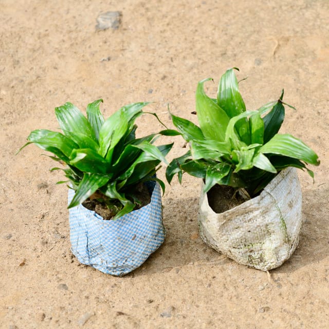 Dracaena Compacta in 4 Inch Nursery Bag
