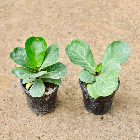 Air Purifying - Set of 2 - Fiddle Leaf in 4 Inch Live Plant Nursery Pot