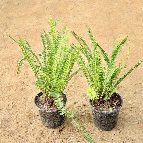 Set of 2 - Fern Green in 6 Inch Nursery Pot