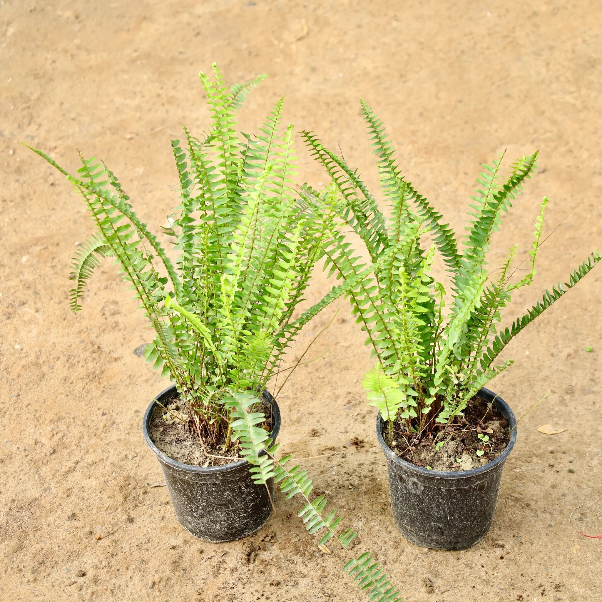 Set of 2 - Fern Green in 6 Inch Nursery Pot