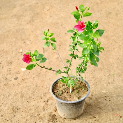 Buy Hibiscus High Choice (Any Colour) in 8 Inch Nursery Pot Online | Urvann.com