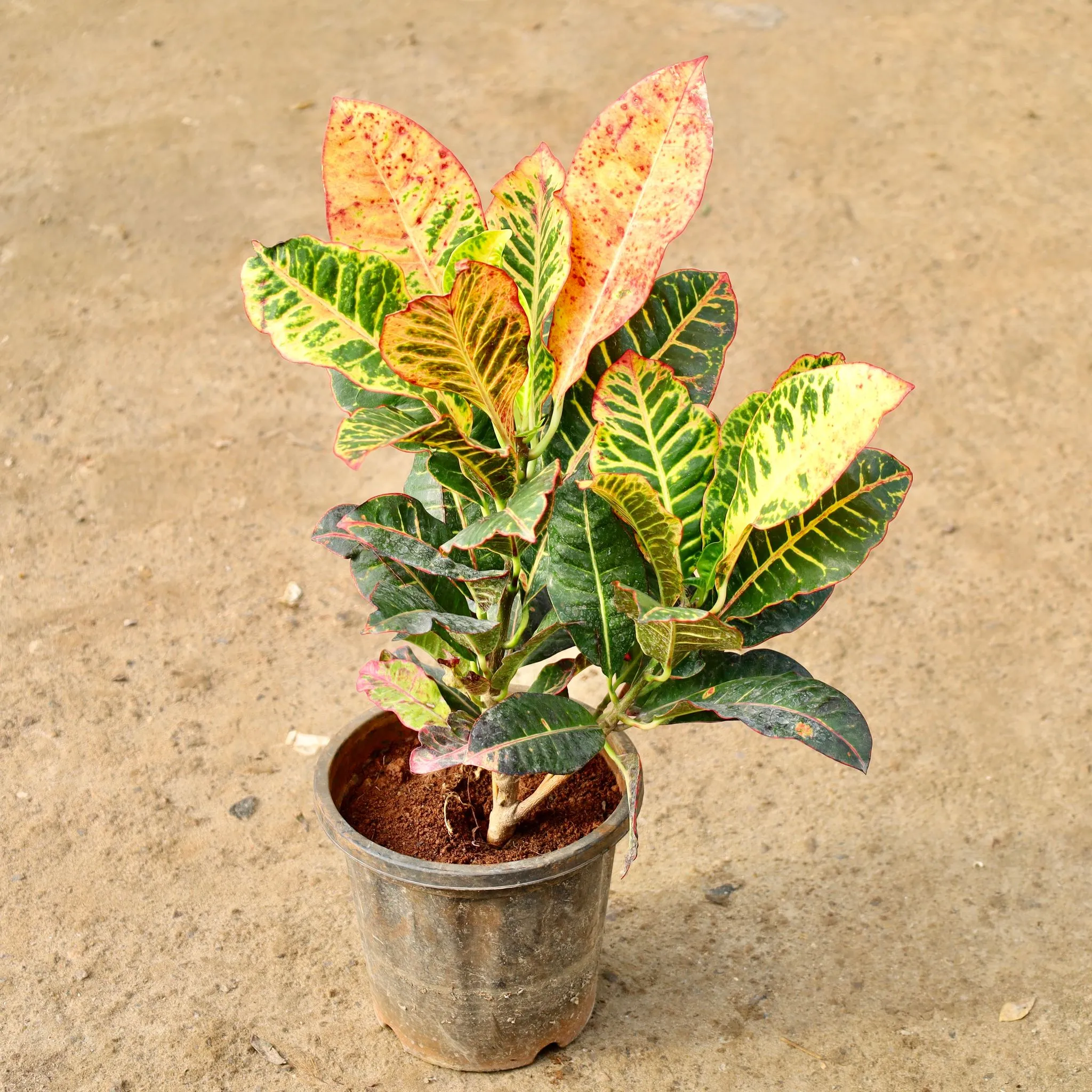 Coton Petra  in 8 Inch Nursery Pot