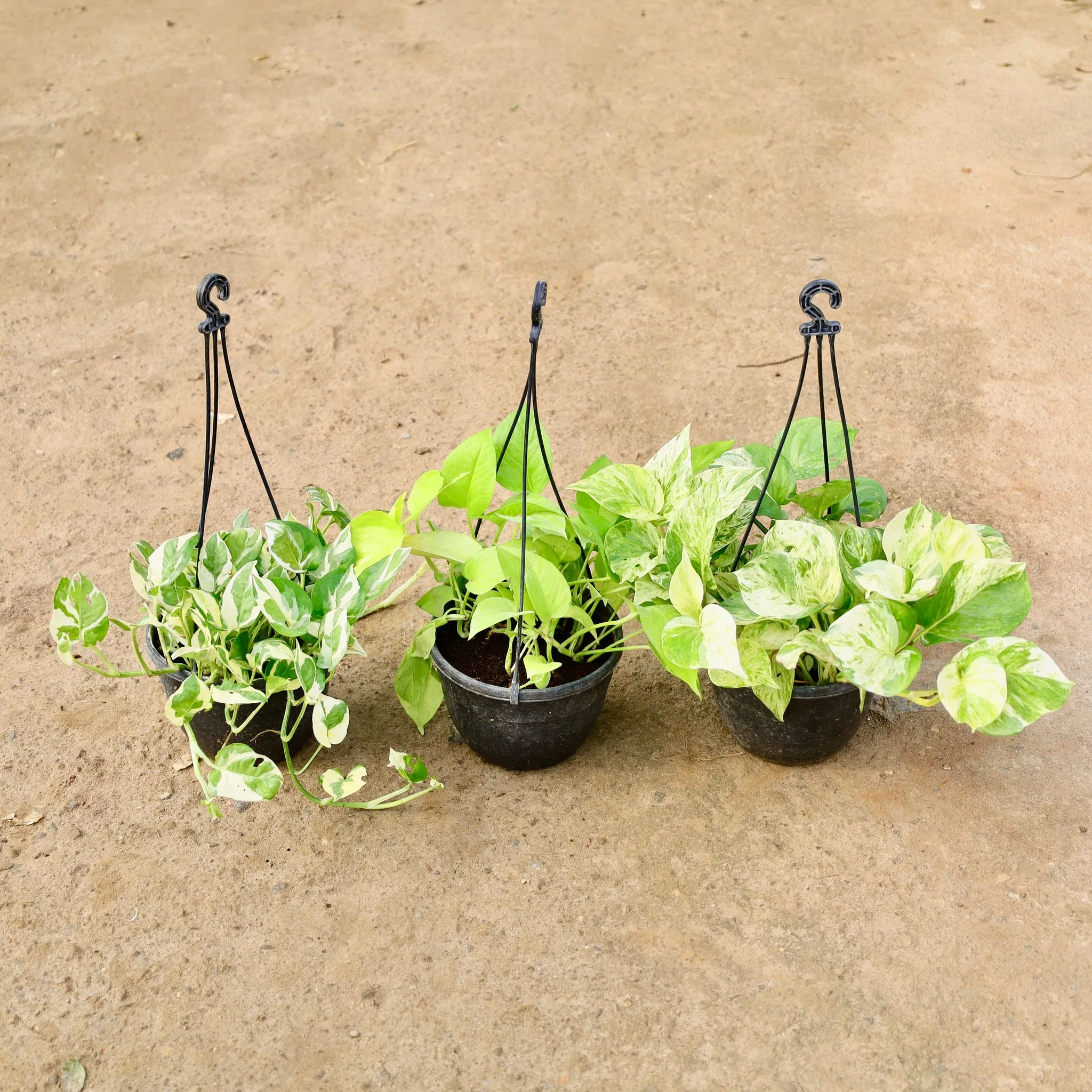 Air Purifying - Set of 3 - Money Plant (Marble, N Joy, Golden) in 6 Inch Hanging Pot