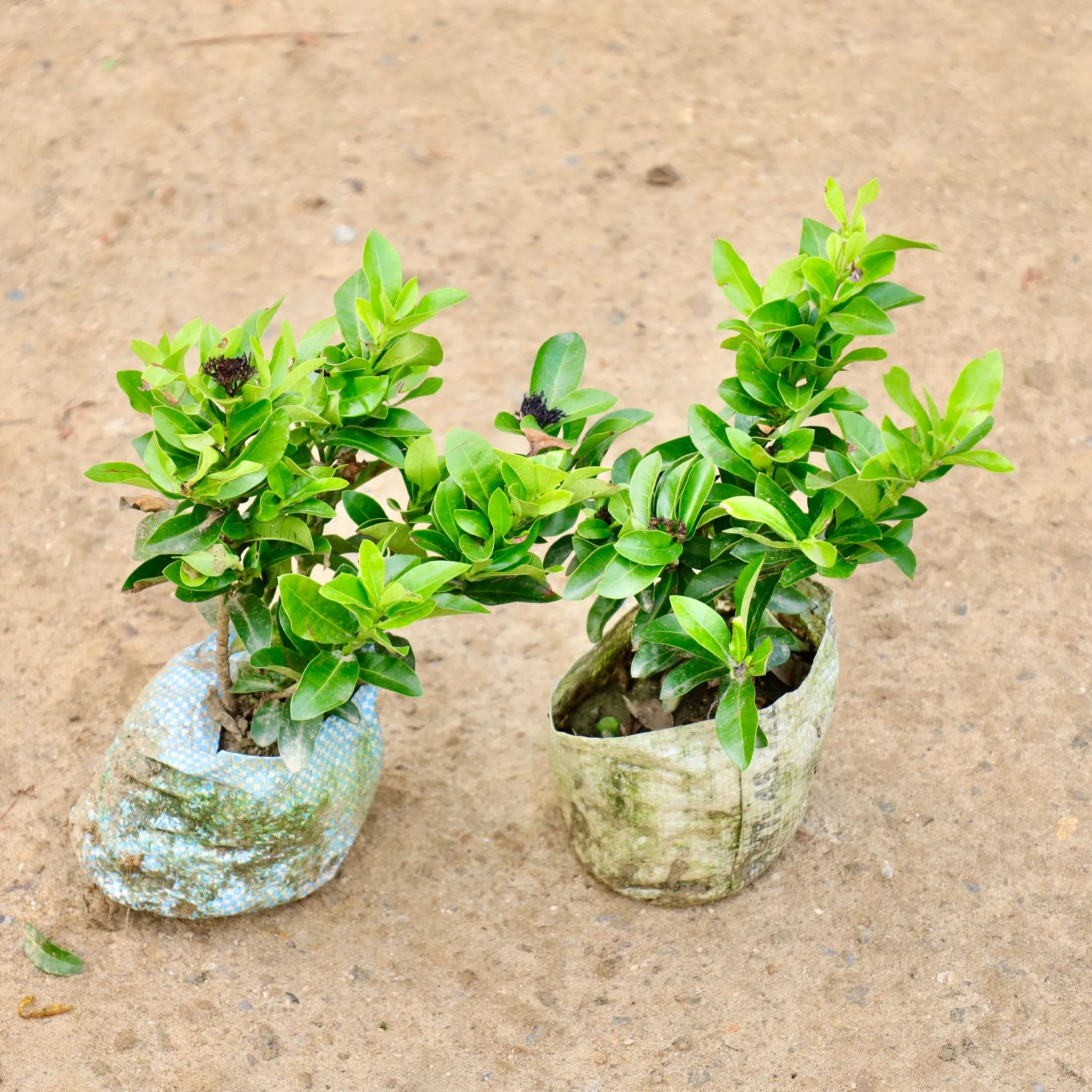 Set of 2 - Ixora Dwarf (Any Colour) in 4 Inch Nursery Bag