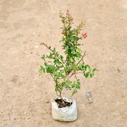 Buy Pomegranate/ Anaar  in 7 Inch Nursery Bag Online | Urvann.com