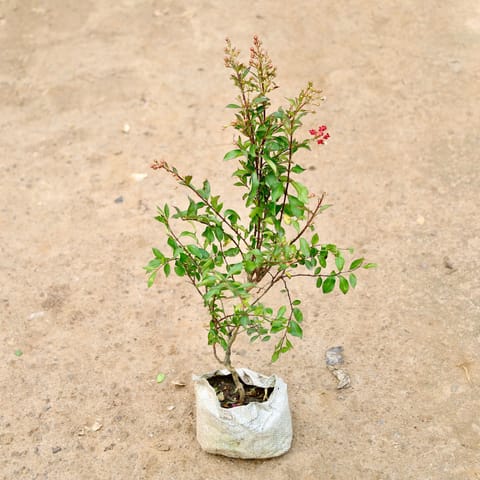 Pomegranate/ Anaar  in 7 Inch Nursery Bag
