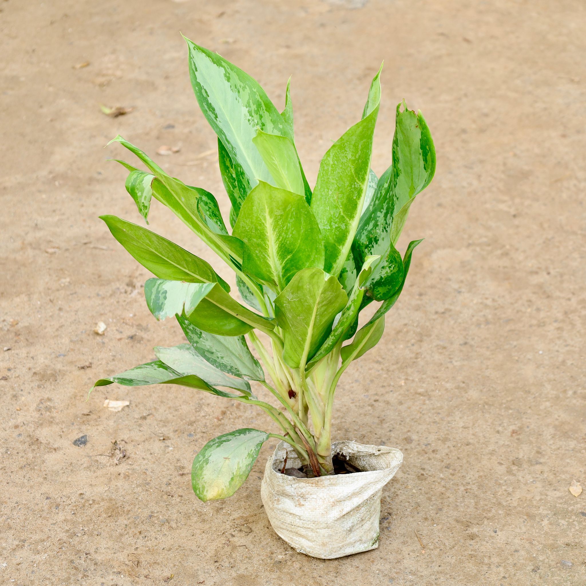 Aglaonema Maria Christina in 7 Inch Nursery Bag