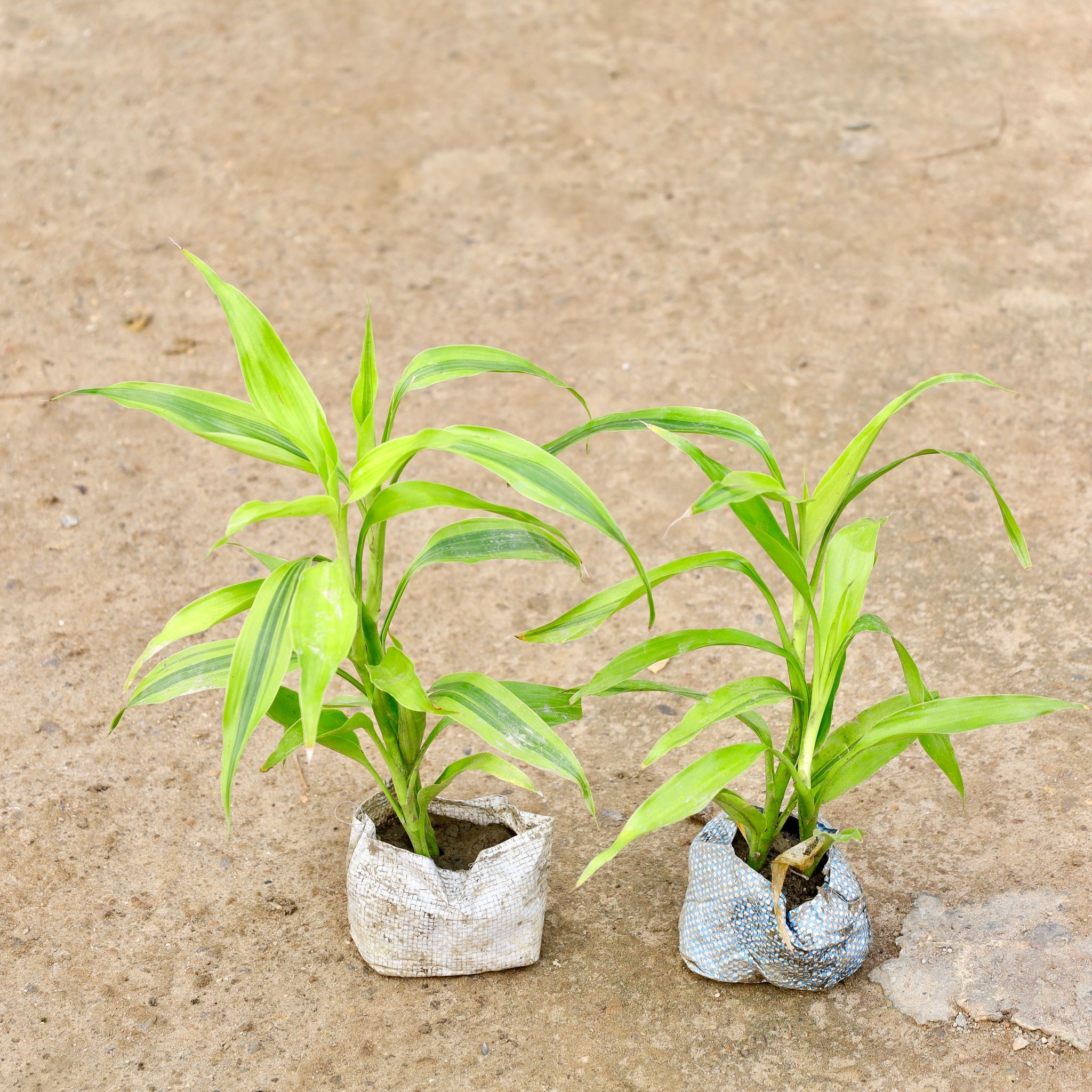 Set of 2 - Lucky Bamboo in 4 Inch Nursery Bag