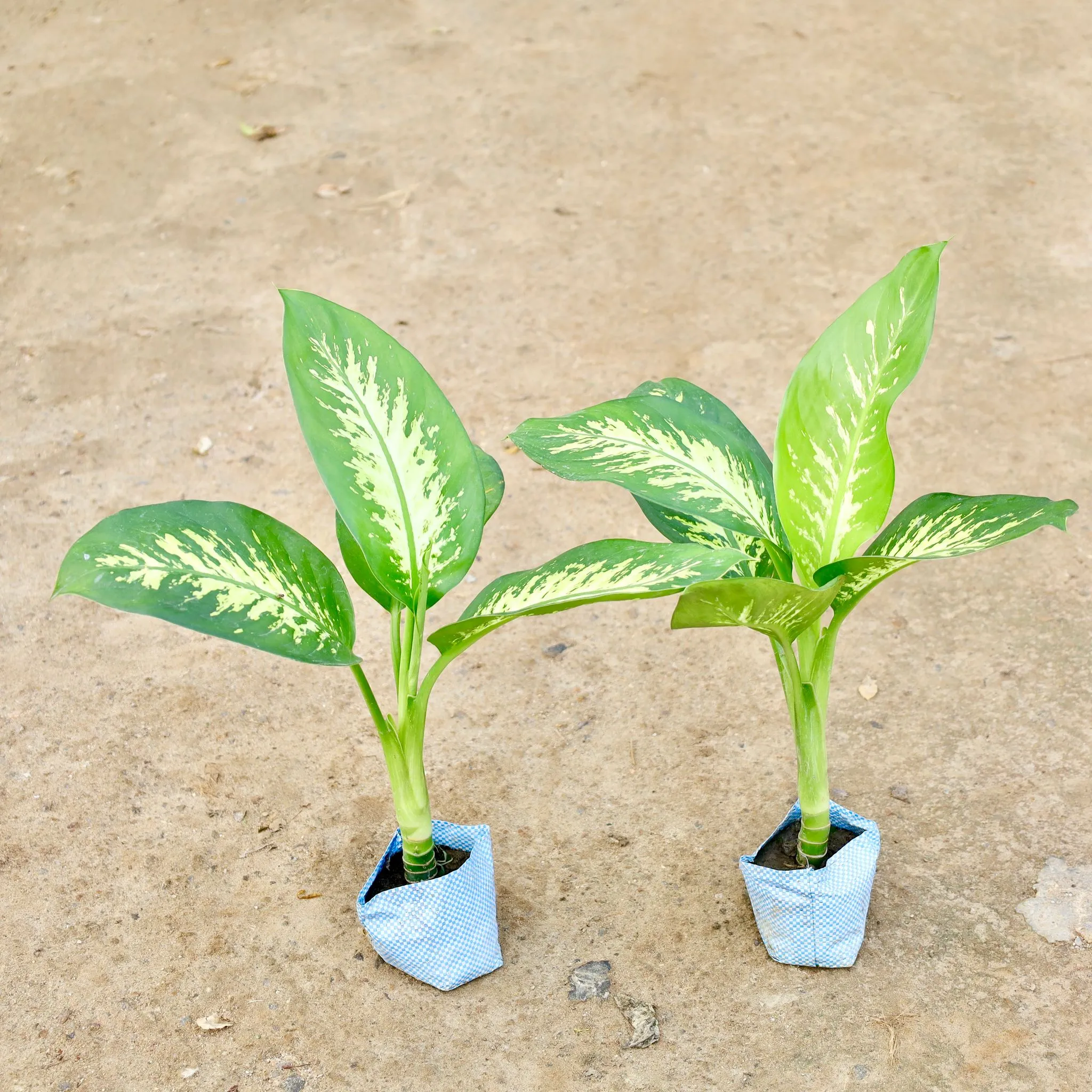 Dieffenbachia  in 4 Inch Nursery Bag