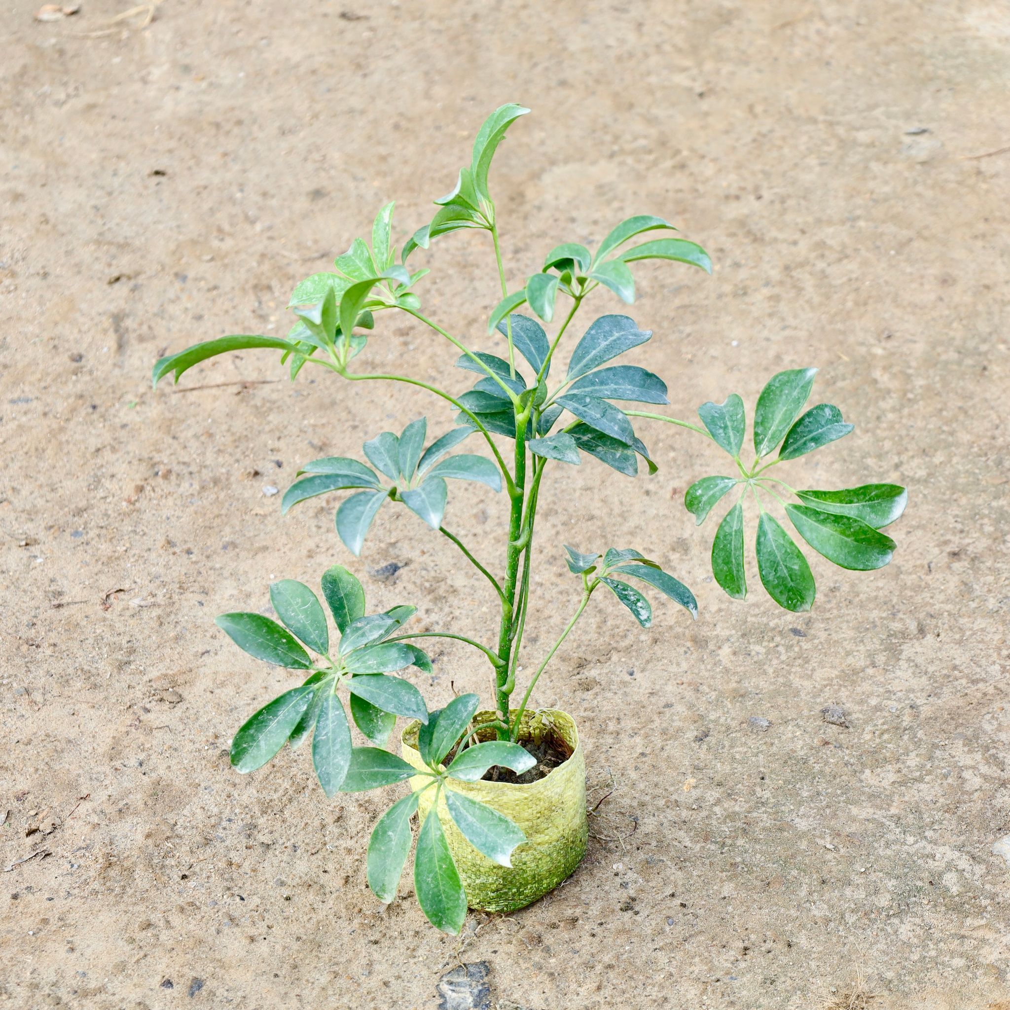Schefflera Green in 4 Inch Nursery Bag