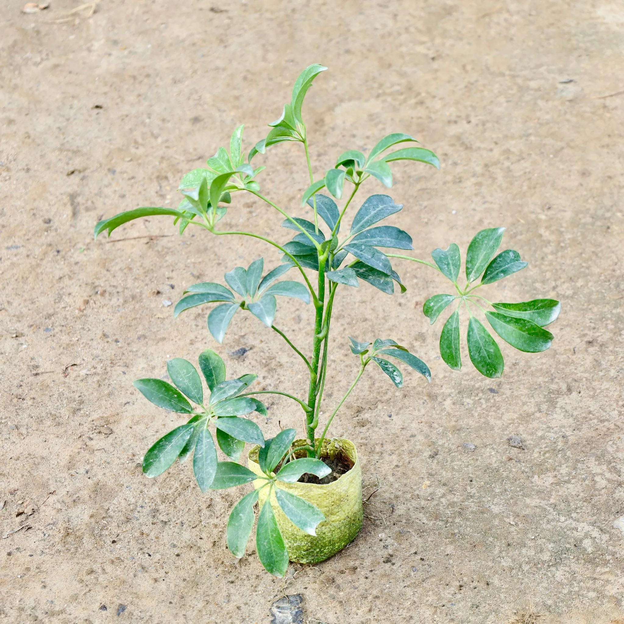 Schefflera Green in 4 Inch Nursery Bag