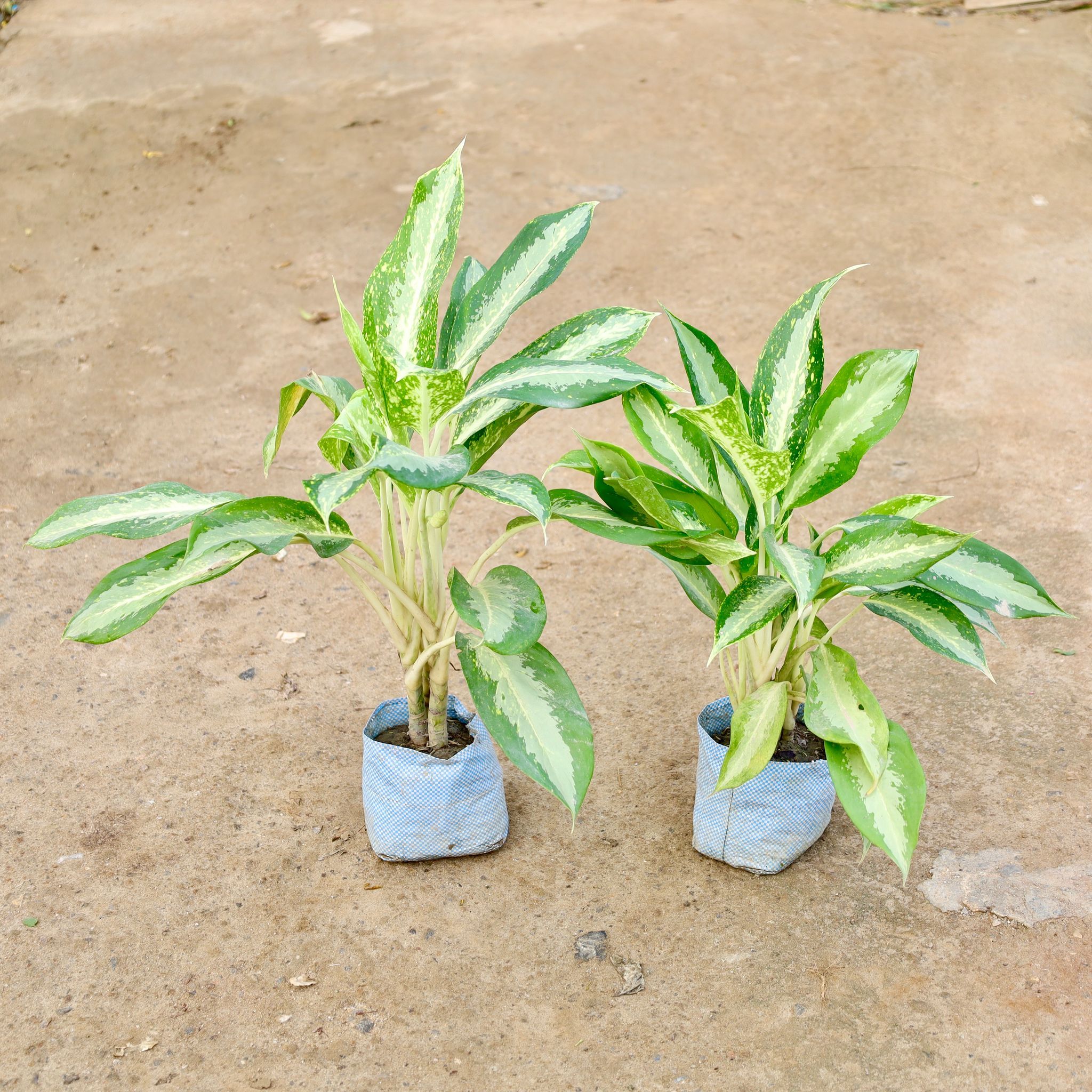 Set of 2 - Aglaonema Dove in 7 Inch Nursery Bag
