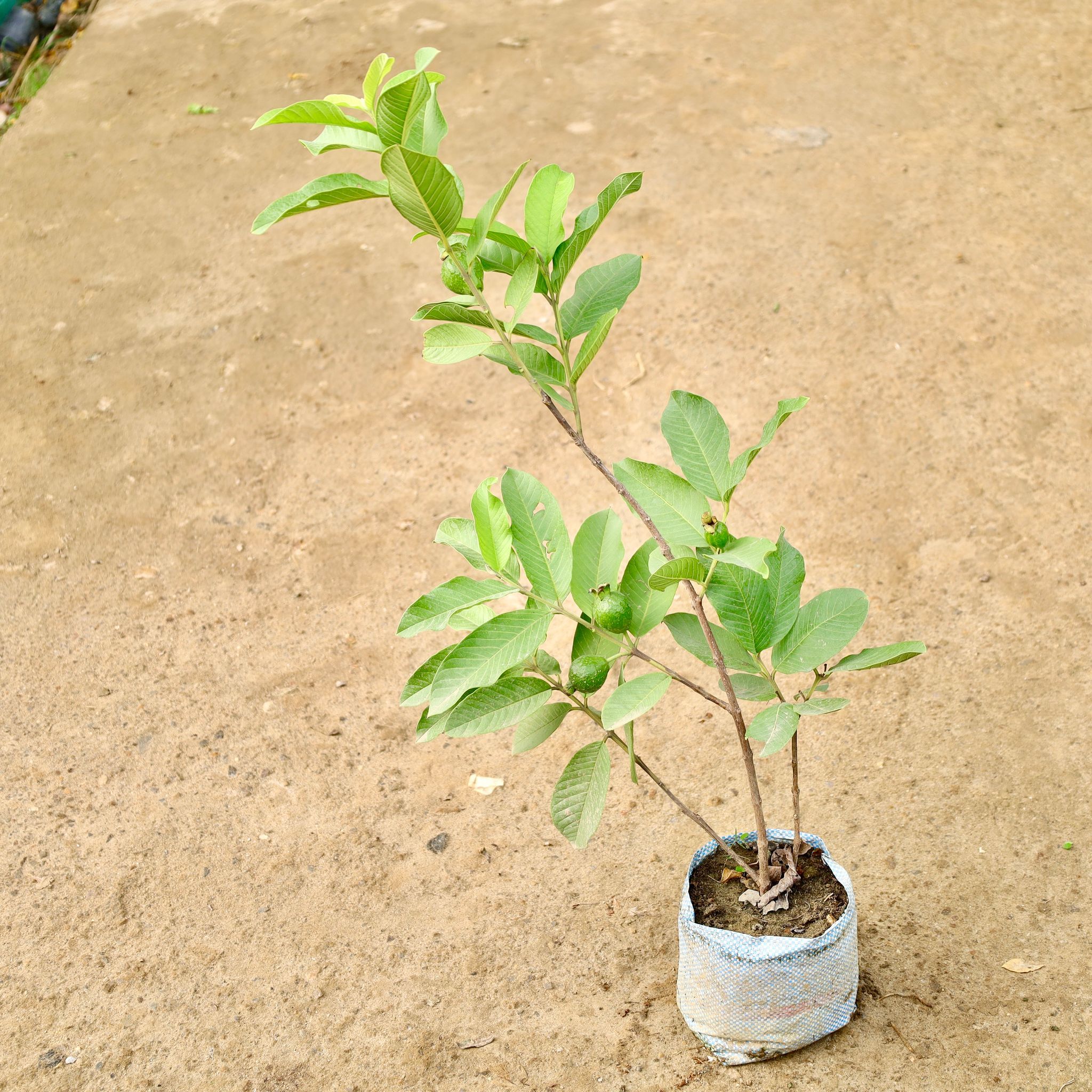 Amrood / Guava in 8 Inch Nursery Bag