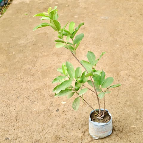 Amrood / Guava in 8 Inch Nursery Bag