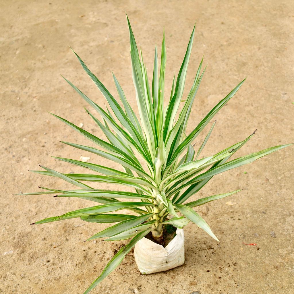 Buy Silver Yucca in 8 Inch Nursery Bag Online | Urvann.com Silver Yucca in 8 Inch Nursery Bag