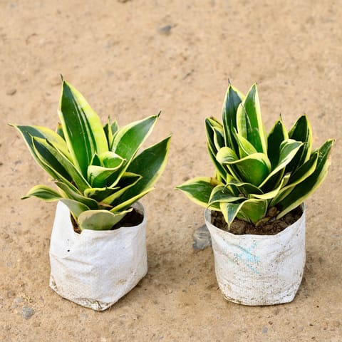 Set of 2 - Snake Dwarf in 4 Inch Nursery Bag