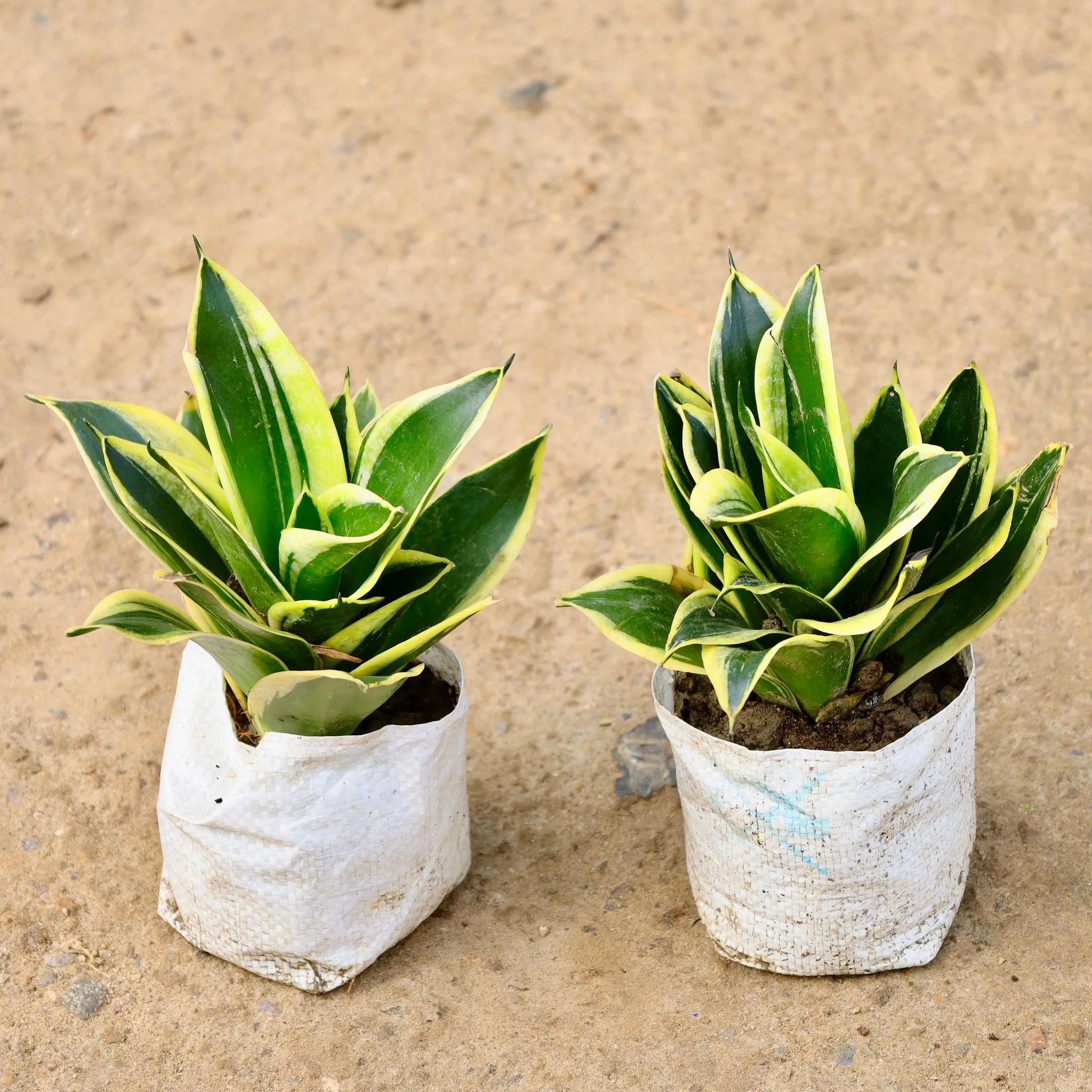 Set of 2 - Snake Dwarf in 4 Inch Nursery Bag