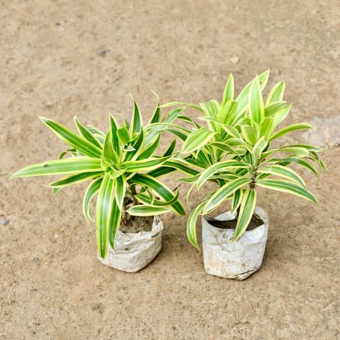 Set of 2 - Song of India in 4 Inch Nursery Bag