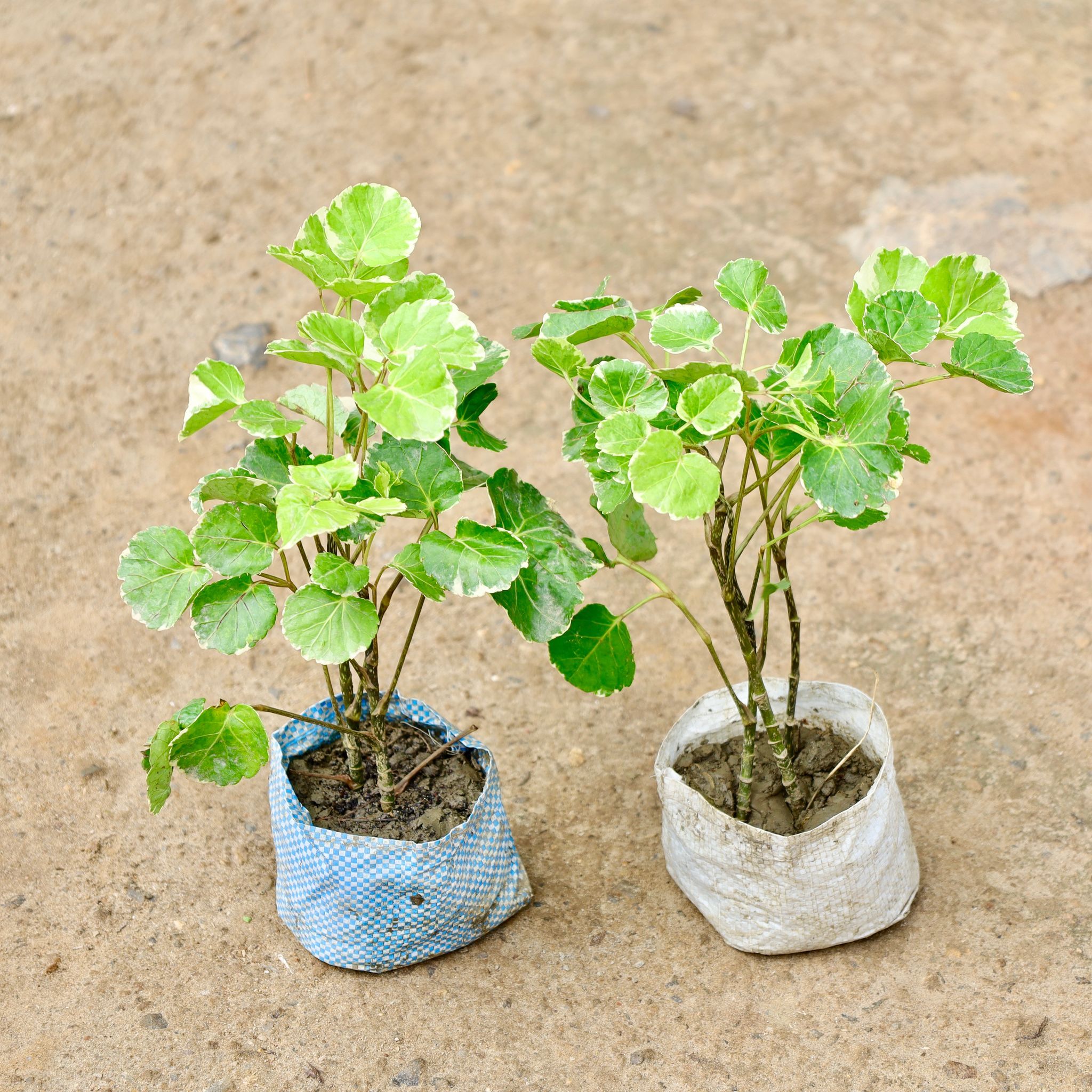 Set of 2 - Aralia Apple in 4 Inch Nursery Bag