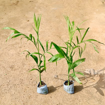 Buy Set of 2 - Cane Palm in 4 Inch Nursery Bag Online | Urvann.com