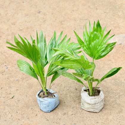 Buy Set of 2 - China Palm / Fan Palm in 4 Inch Nursery Bag Online | Urvann.com