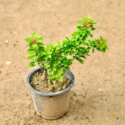 Buy Bougainvillea Torch Glory (any colour) in 8 Inch Nursery Pot Online | Urvann.com