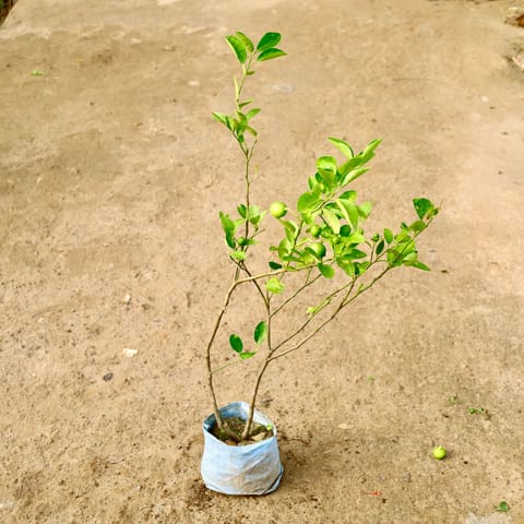 Nimbu / Lemon in 8 Inch Nursery Bag