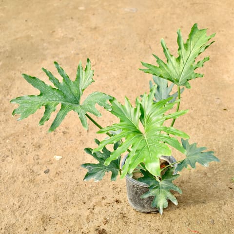 Philodendron Selloum in 8 Inch Nursery Pot