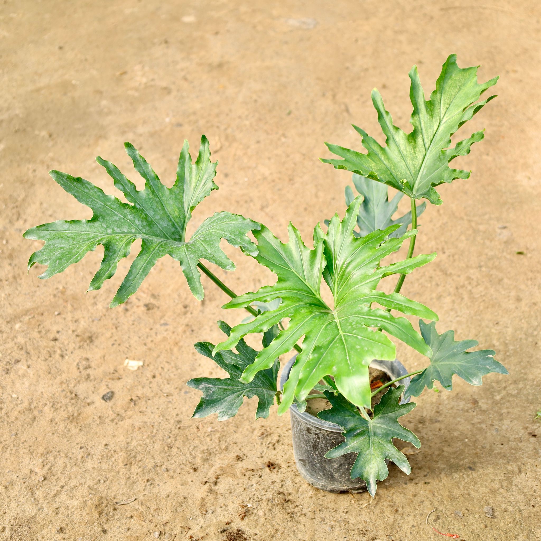 Philodendron Selloum in 8 Inch Nursery Pot