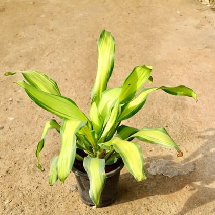 Buy Dracaena Dara Singh in 8 Inch Nursery Pot Online | Urvann.com
