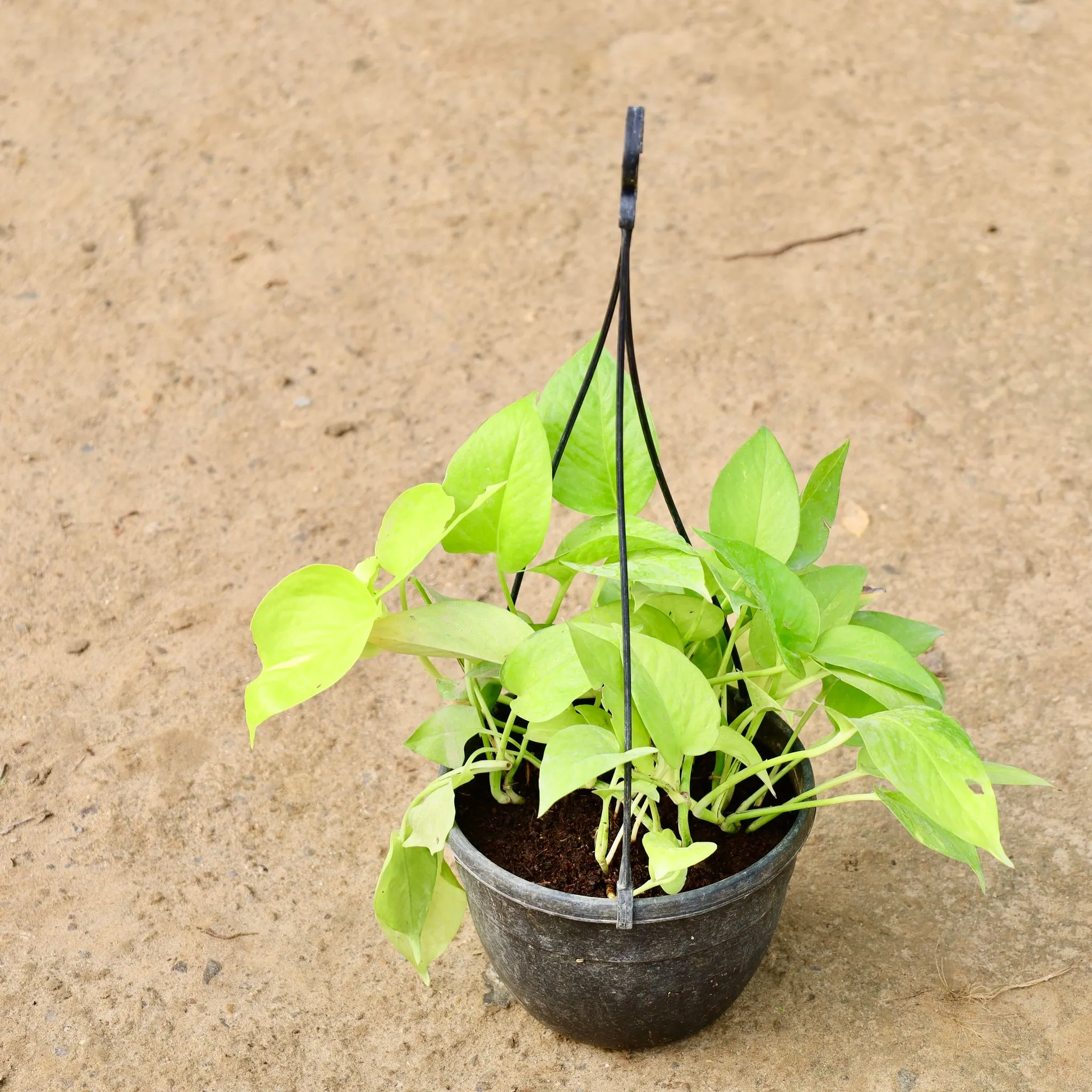 Money Plant Golden in 6 Inch Hanging Basket