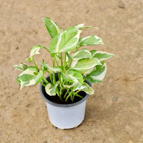 Money Plant N'Joy in 5 Inch Nursery Pot