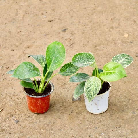 Set of 2 - Philodendron Birkin in 4 Inch Live Plant Nursery Pot