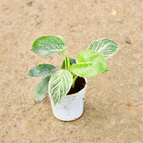 Philodendron Birkin in 4 Inch Live Plant Nursery Pot