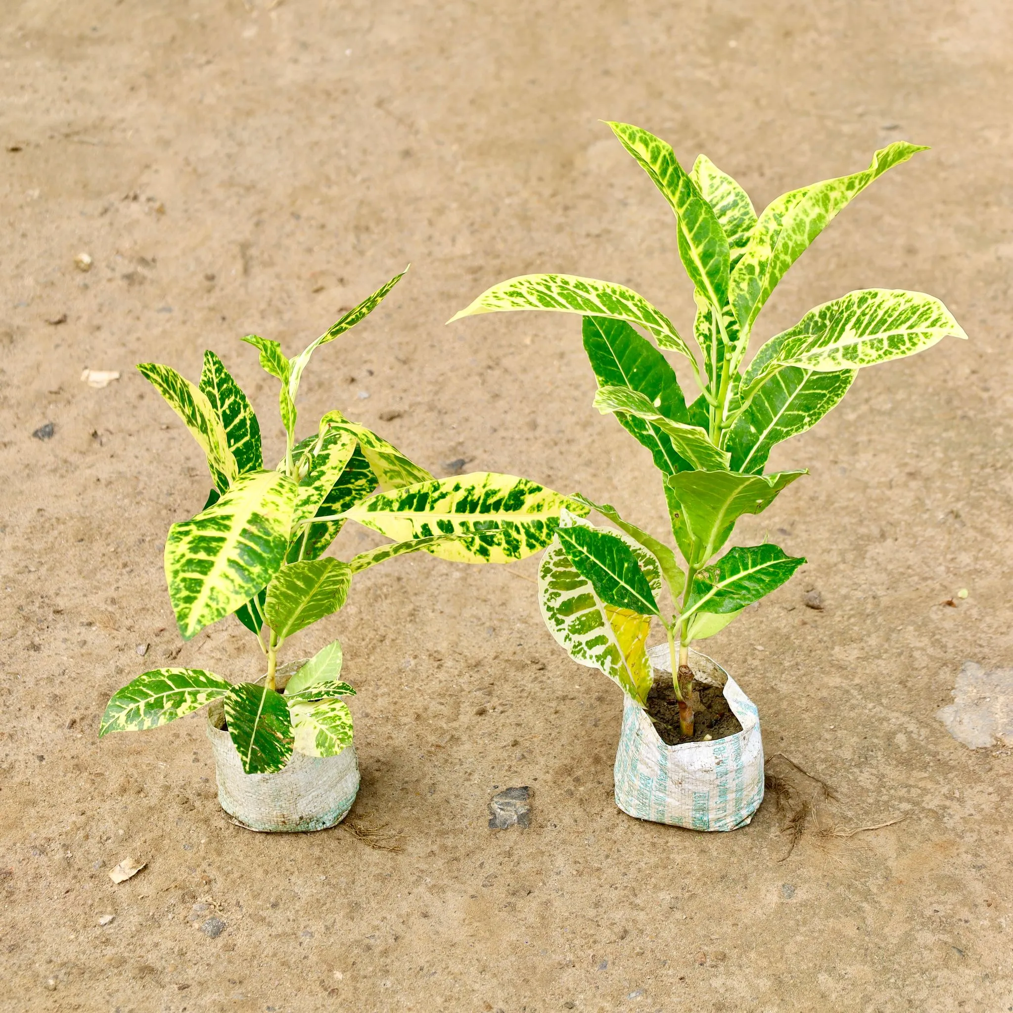 Set of 2 - Croton Petra in 4 Inch Nursery Bag