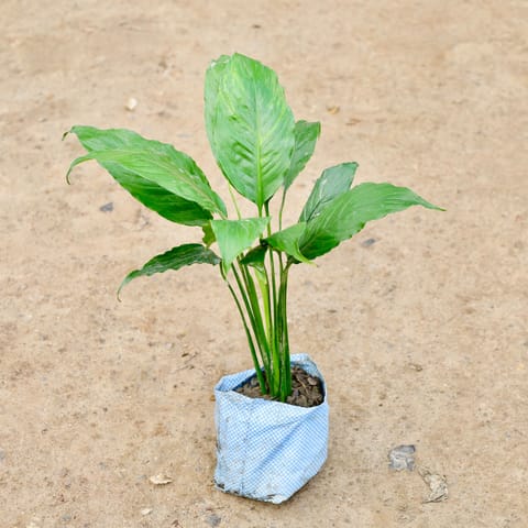 Peace Lily in 4 Inch Nursery Bag