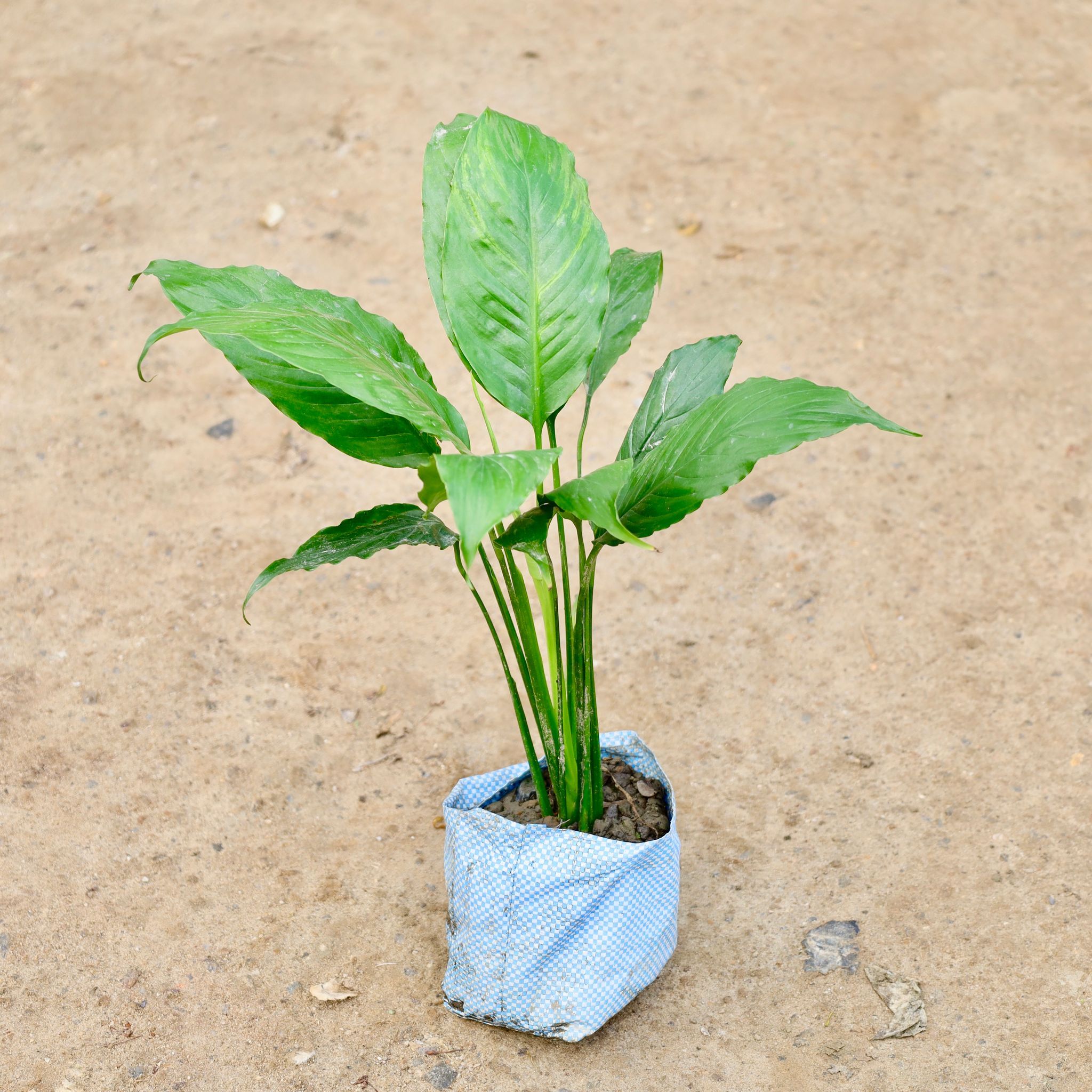 Peace Lily in 4 Inch Nursery Bag