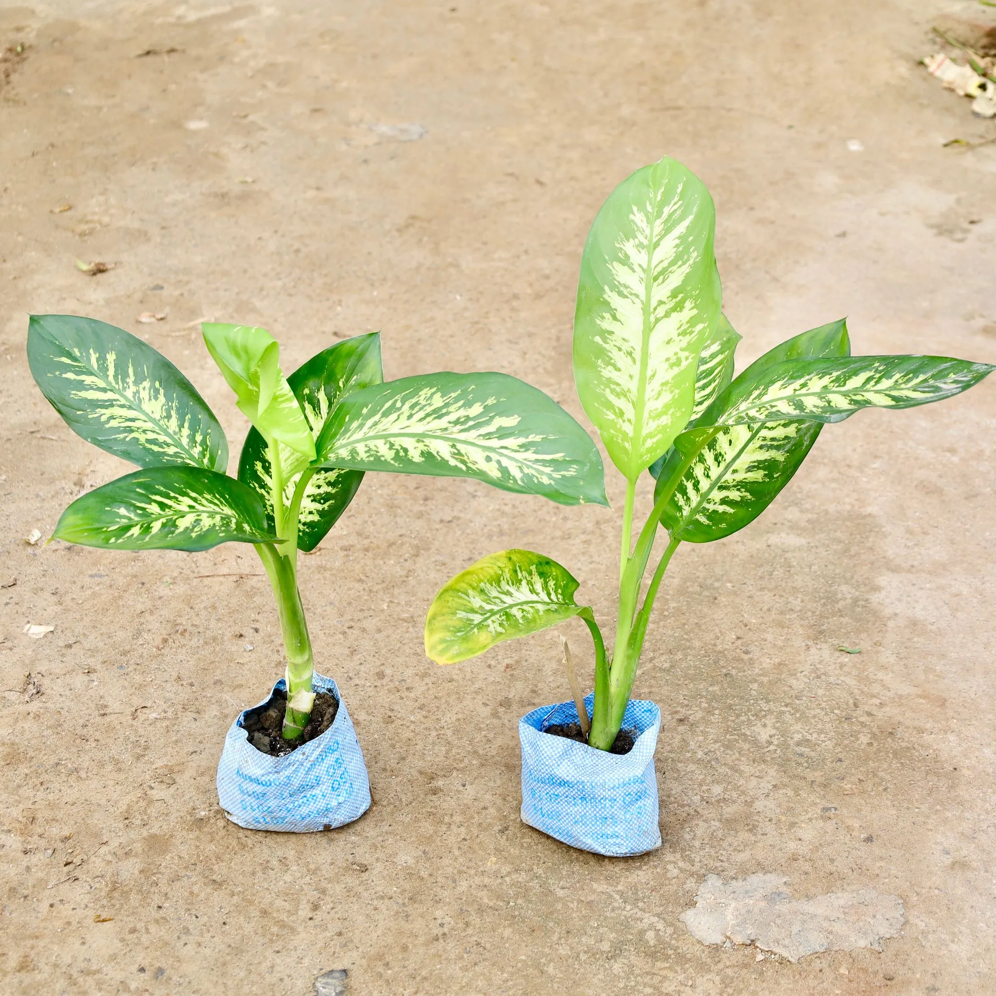 Set of 2 - Dieffenbachia in 4 Inch Nursery Bag