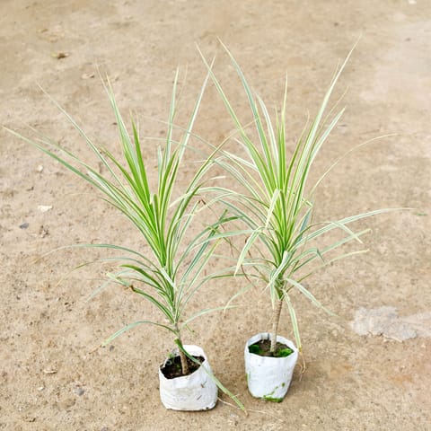 Set of 2 - Dracaena Colorama White in 4 Inch Nursery Bag