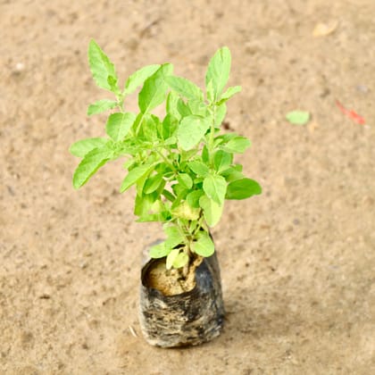 Buy Rama Tulsi in 4 Inch Nursery Bag Online | Urvann.com
