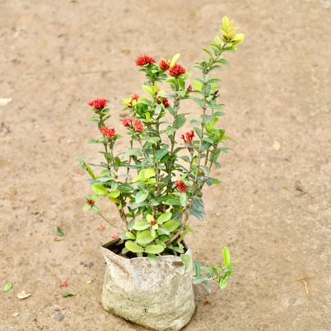 Chinese Ixora / Dwarf Ixora in 7 Inch Nursery Bag