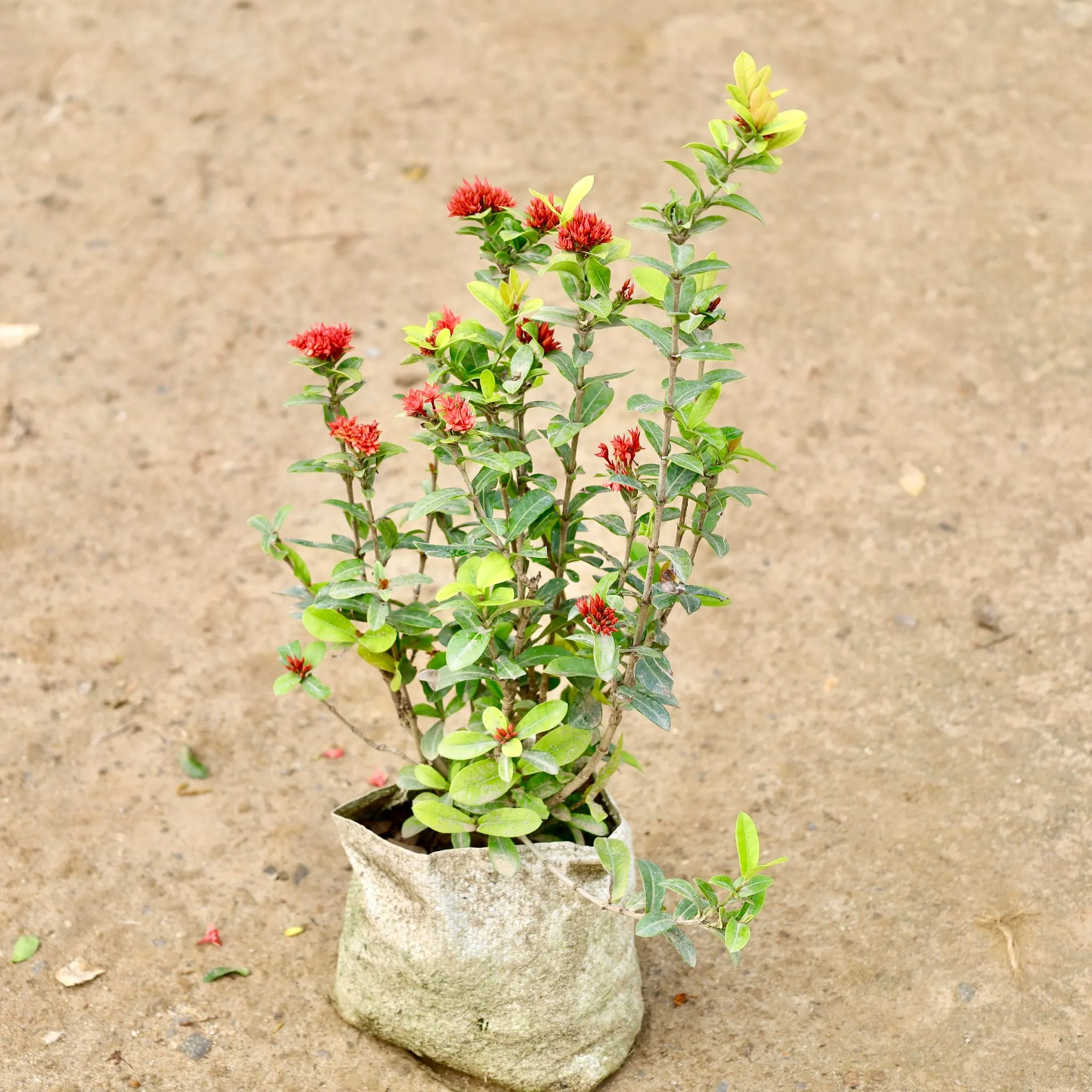Chinese Ixora / Dwarf Ixora in 7 Inch Nursery Bag