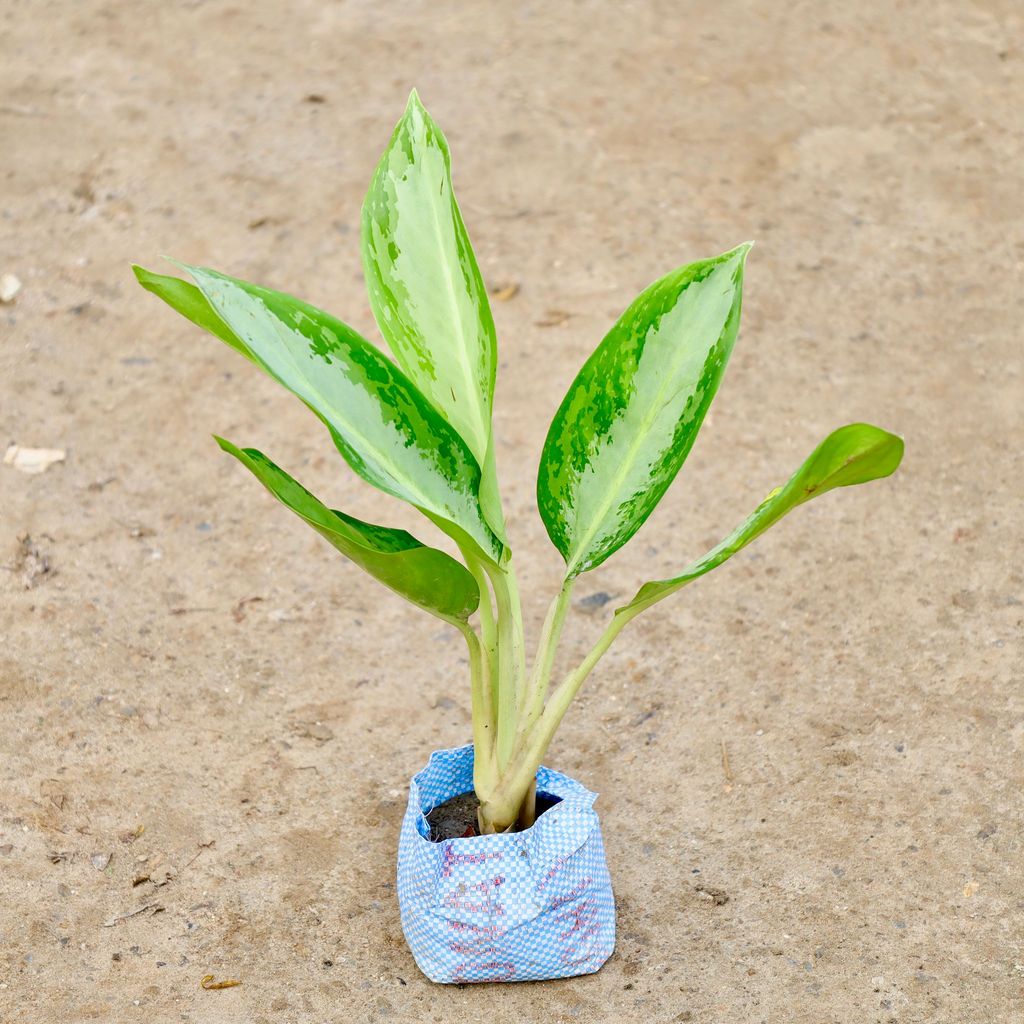 Buy Aglaonema Dove in 4 Inch Nursery Bag Online | Urvann.com Aglaonema Dove in 4 Inch Nursery Bag
