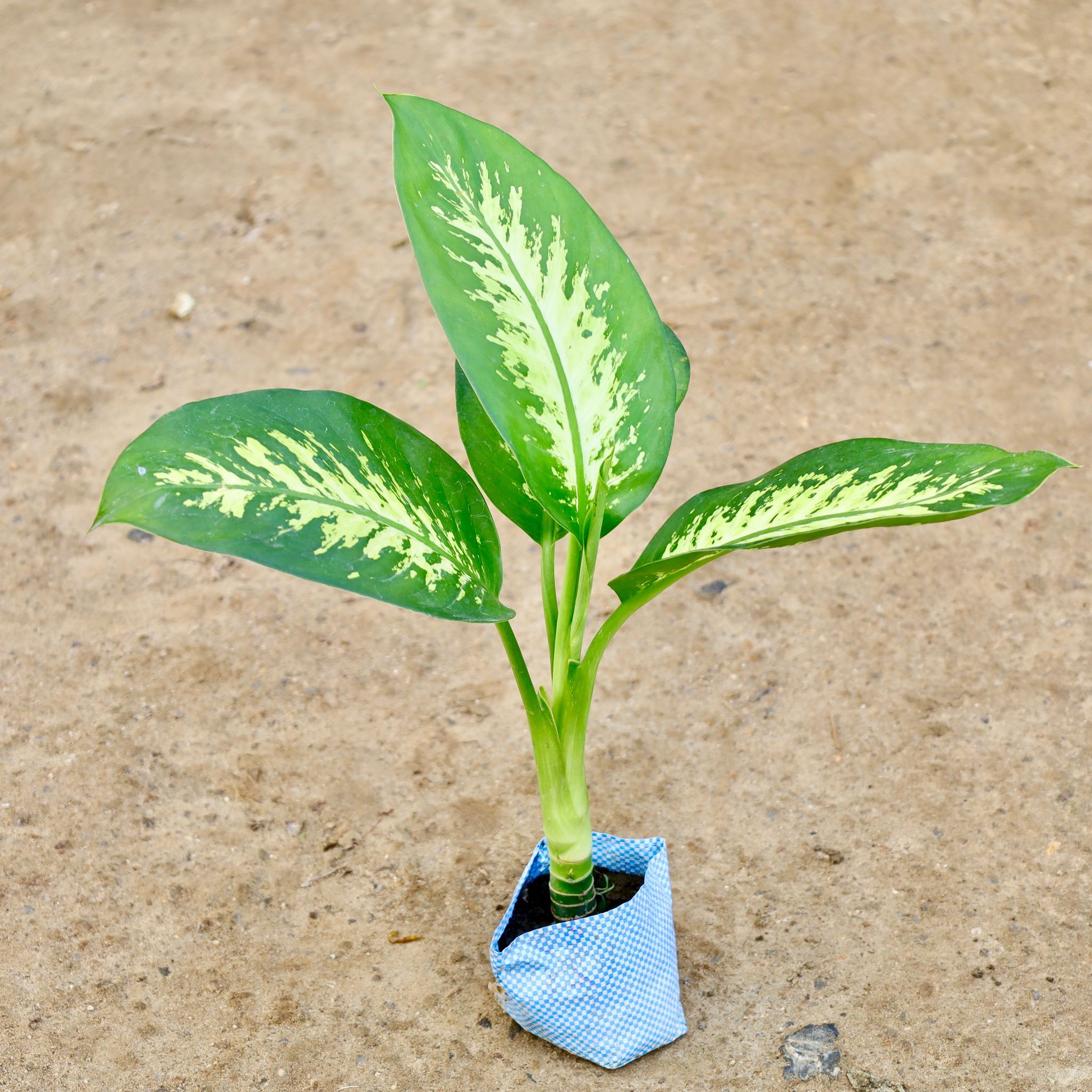 Dieffenbachia in 7 Inch Nursery Bag