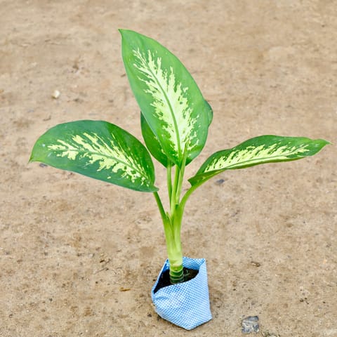 Dieffenbachia in 7 Inch Nursery Bag
