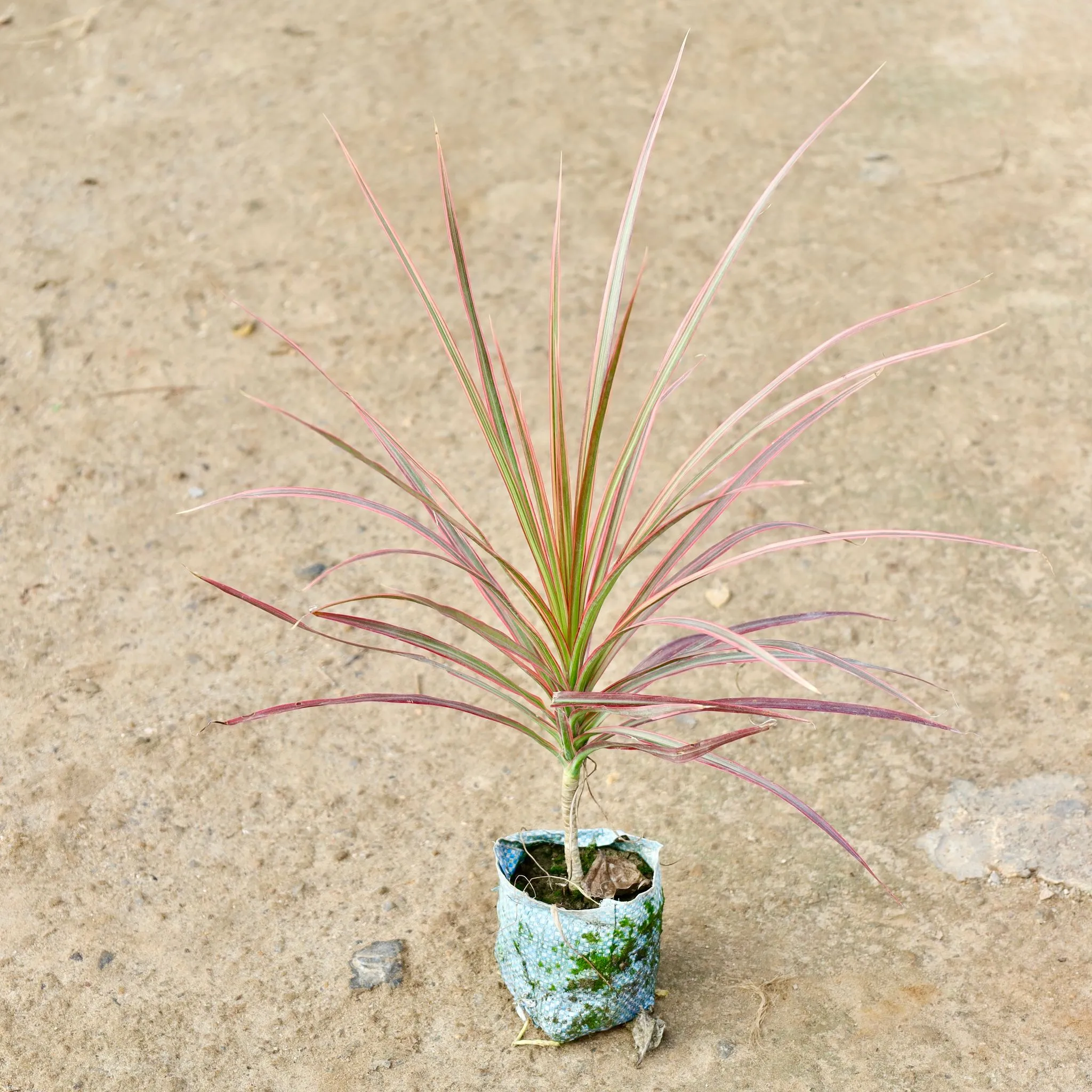 Dracaena Colorama / Marginata Green in 4 Inch Nursery Bag